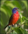 _1SB4280s painted bunting